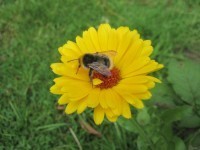 Hilfe für (Wild)bienen und andere Insekten